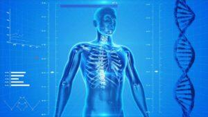 Human Skeleton - Integrated Health