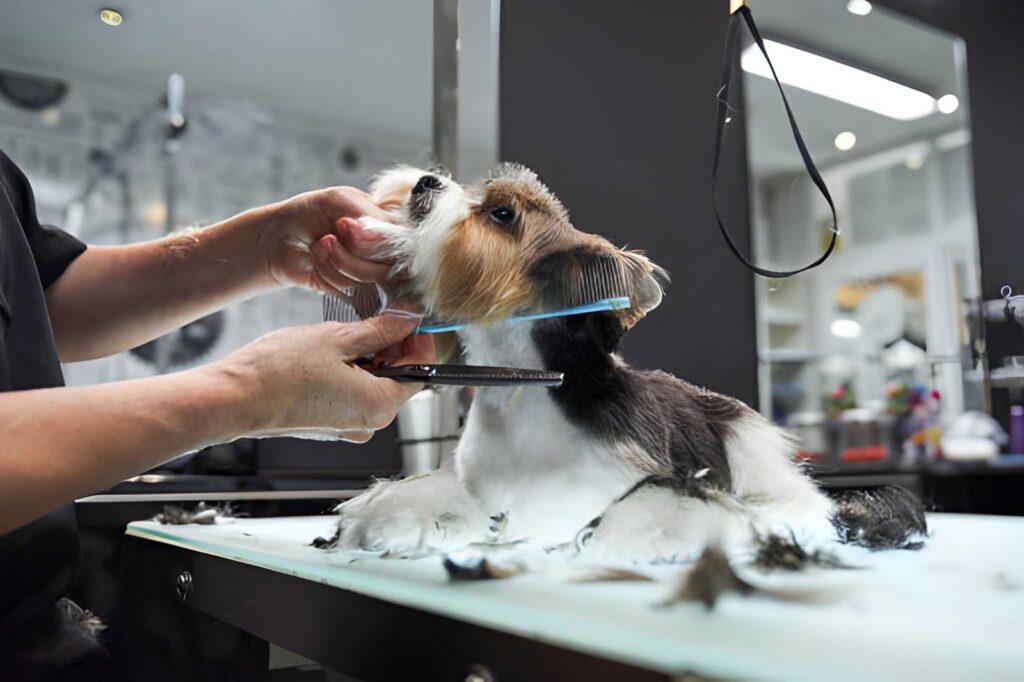 mobile pet grooming startup case study